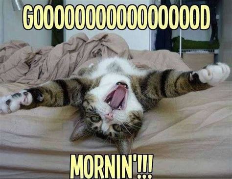 From hilarious cat memes to precious dog memes, theres a little humor for everyone on this list. . Good morning funny animals